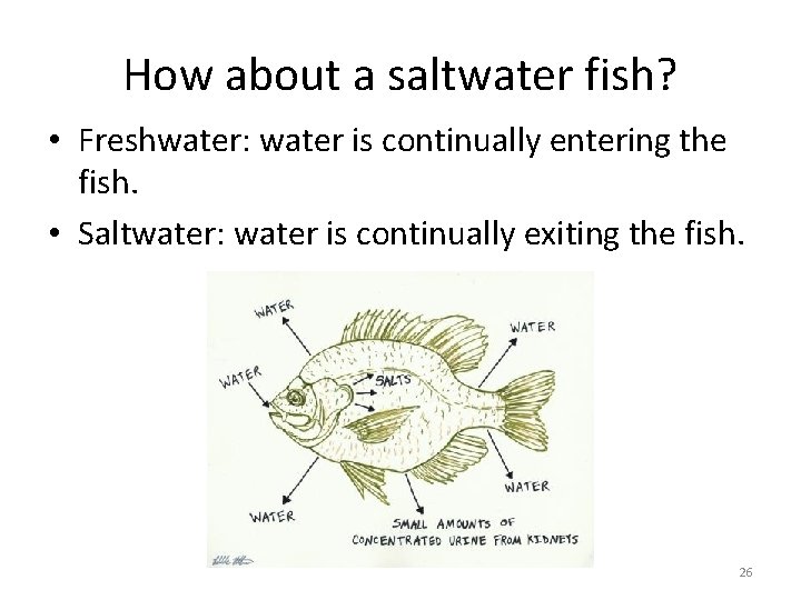 How about a saltwater fish? • Freshwater: water is continually entering the fish. •