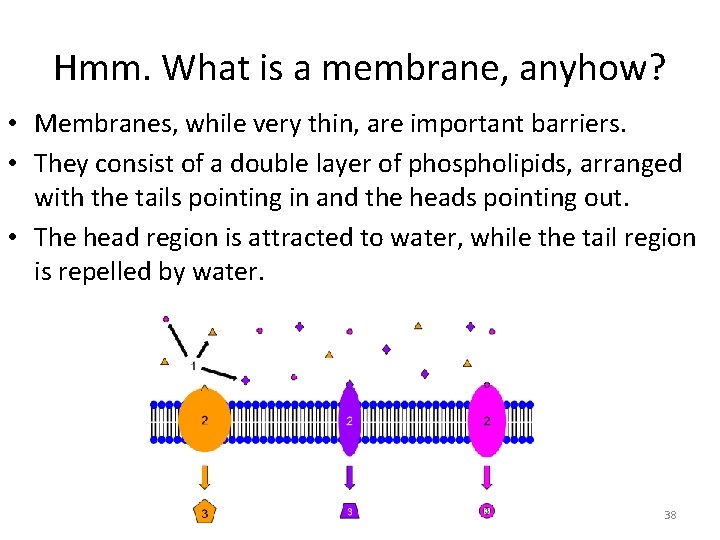 Hmm. What is a membrane, anyhow? • Membranes, while very thin, are important barriers.