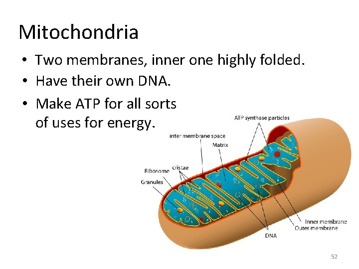 Mitochondria • Two membranes, inner one highly folded. • Have their own DNA. •