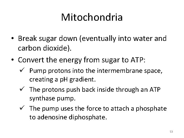 Mitochondria • Break sugar down (eventually into water and carbon dioxide). • Convert the