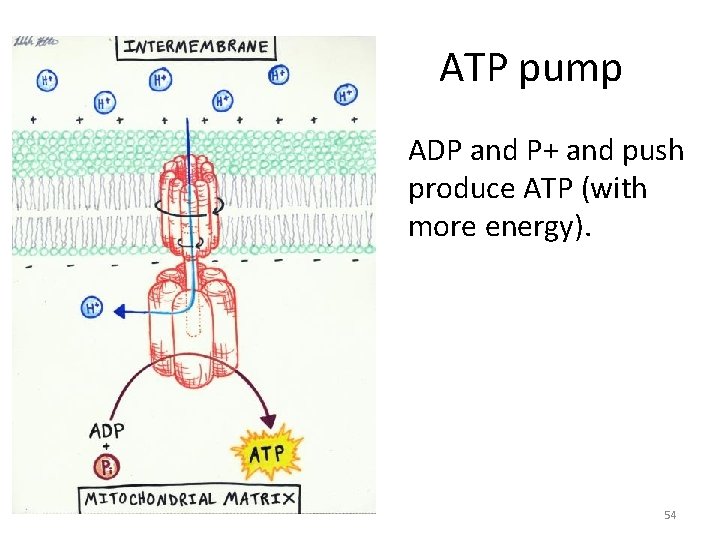 ATP pump ADP and P+ and push produce ATP (with more energy). 54 