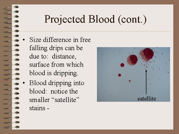 Projected Blood (cont. ) • Size difference in free falling drips can be due