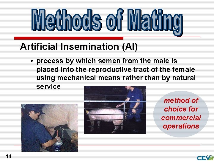 Artificial Insemination (AI) • process by which semen from the male is placed into