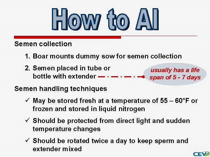 Semen collection 1. Boar mounts dummy sow for semen collection 2. Semen placed in