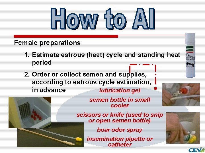 Female preparations 1. Estimate estrous (heat) cycle and standing heat period 2. Order or
