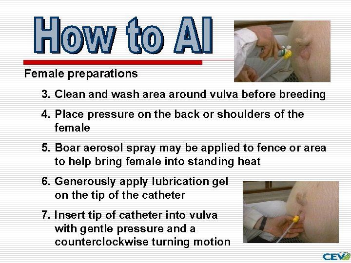 Female preparations 3. Clean and wash area around vulva before breeding 4. Place pressure