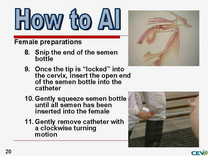 Female preparations 8. Snip the end of the semen bottle 9. Once the tip
