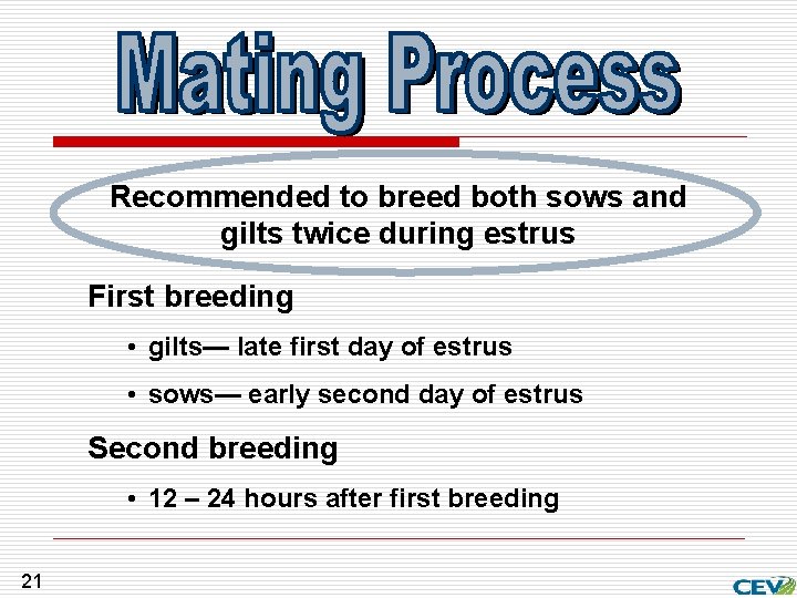 Recommended to breed both sows and gilts twice during estrus First breeding • gilts—