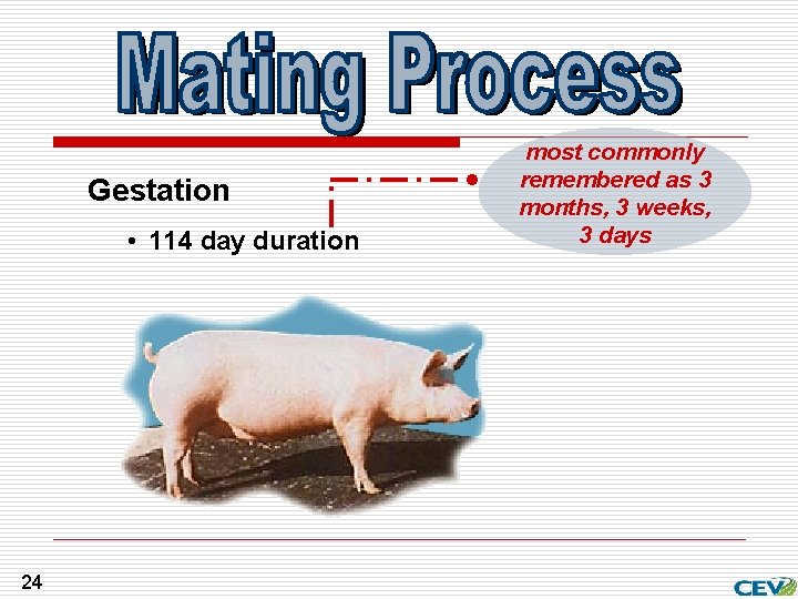 Gestation • 114 day duration 24 most commonly remembered as 3 months, 3 weeks,