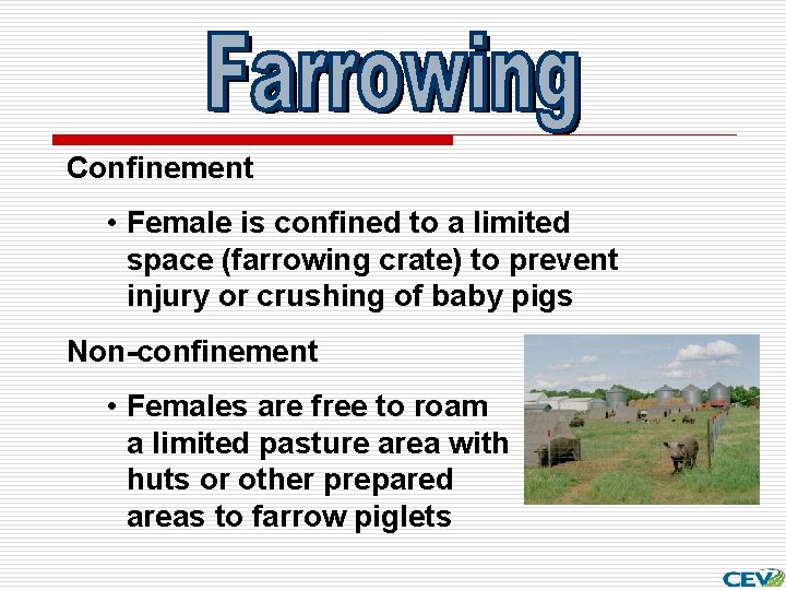 Confinement • Female is confined to a limited space (farrowing crate) to prevent injury