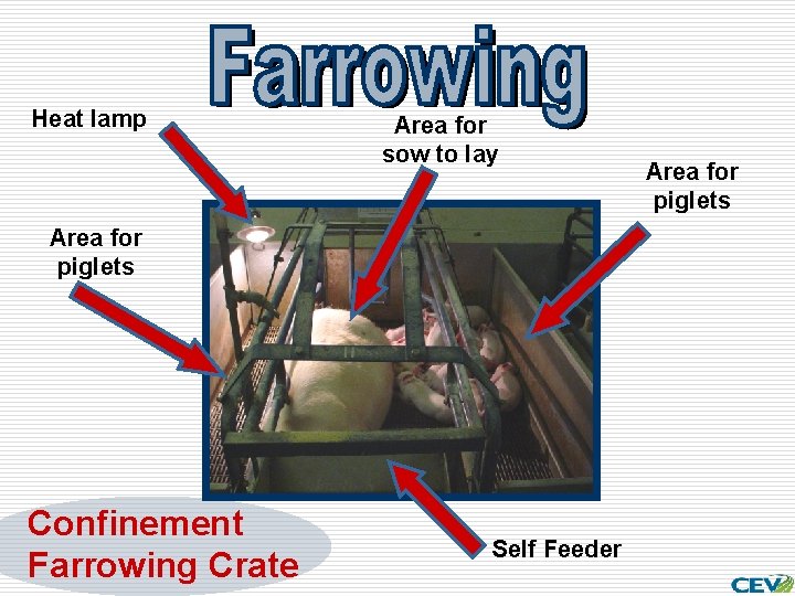 Heat lamp Area for sow to lay Area for piglets Confinement Farrowing Crate Self