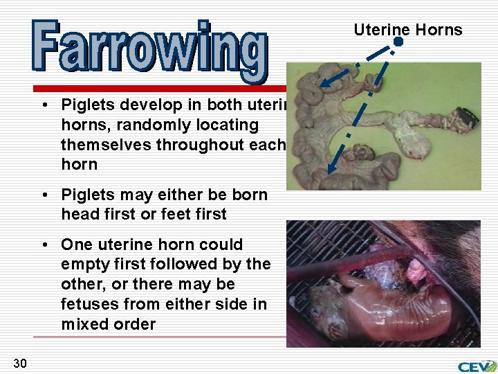 Uterine Horns • Piglets develop in both uterine horns, randomly locating themselves throughout each