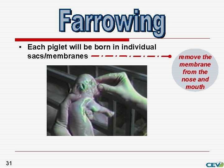  • Each piglet will be born in individual sacs/membranes 31 remove the membrane