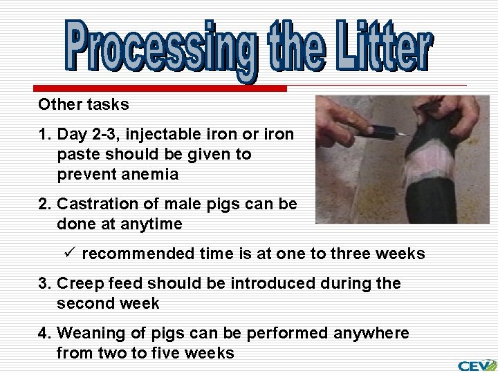 Other tasks 1. Day 2 -3, injectable iron or iron paste should be given