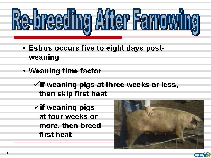  • Estrus occurs five to eight days postweaning • Weaning time factor üif