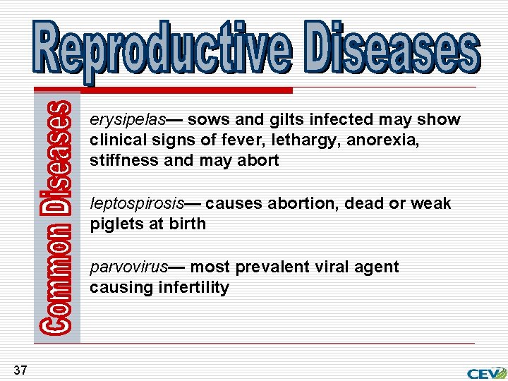 erysipelas— sows and gilts infected may show clinical signs of fever, lethargy, anorexia, stiffness