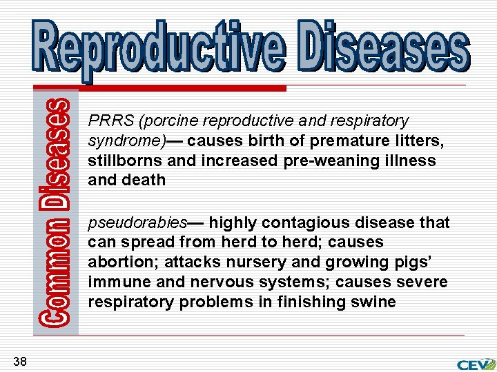PRRS (porcine reproductive and respiratory syndrome)— causes birth of premature litters, stillborns and increased