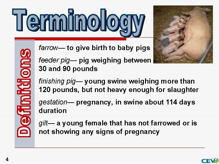 farrow— to give birth to baby pigs feeder pig— pig weighing between 30 and