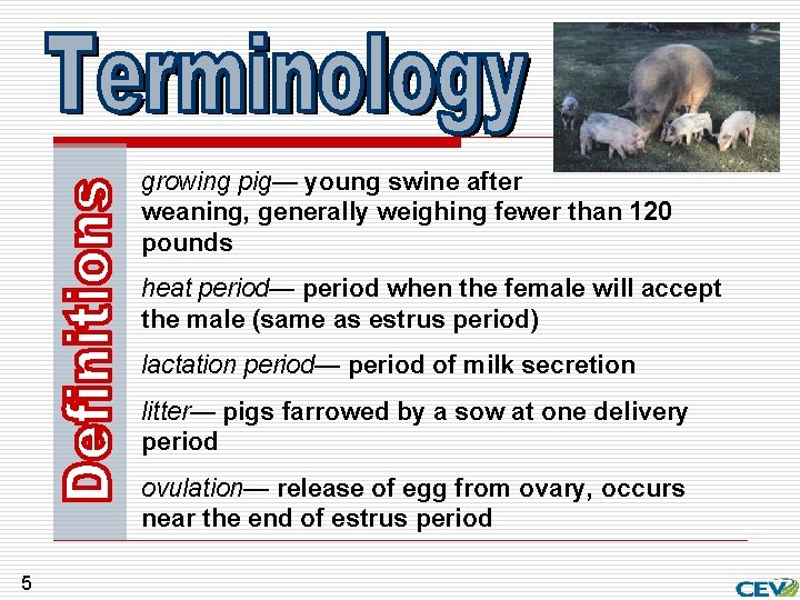 growing pig— young swine after weaning, generally weighing fewer than 120 pounds heat period—