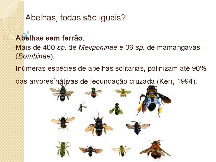 Abelhas, todas são iguais? Abelhas sem ferrão: Mais de 400 sp. de Meliponinae e