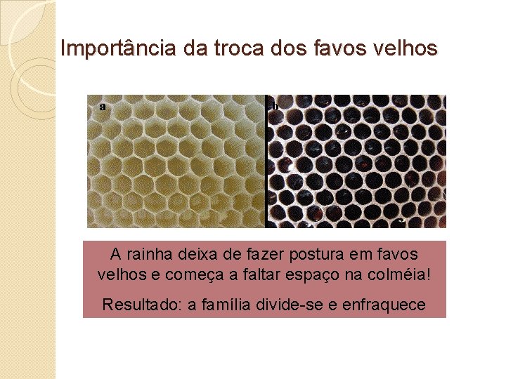 Importância da troca dos favos velhos A rainha deixa de fazer postura em favos