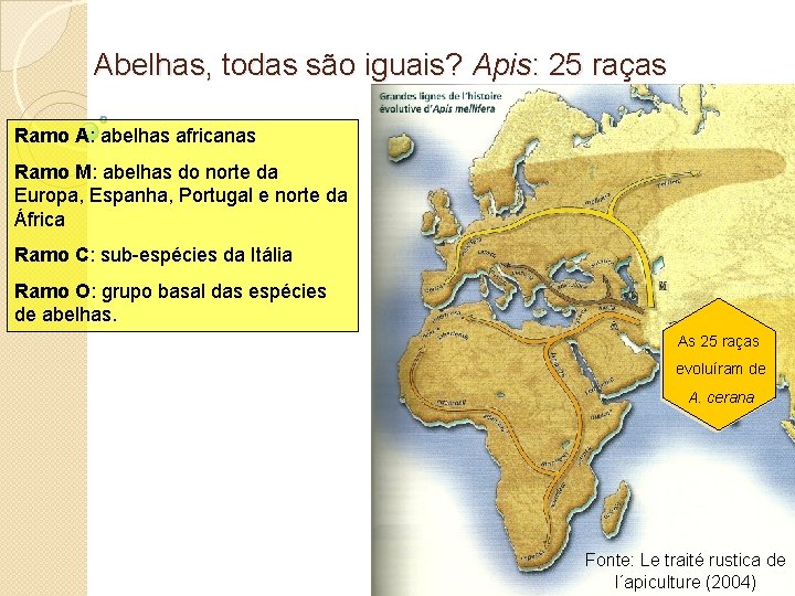 Abelhas, todas são iguais? Apis: 25 raças Ramo A: abelhas africanas Ramo M: abelhas
