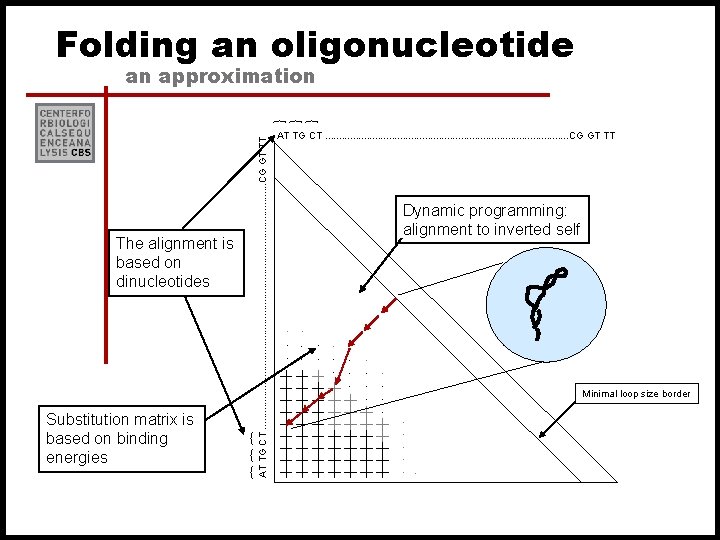 Folding an oligonucleotide an approximation Minimal loop size border . . . { {