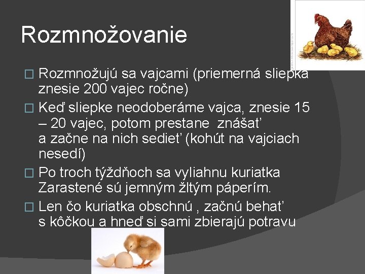 Rozmnožovanie Rozmnožujú sa vajcami (priemerná sliepka znesie 200 vajec ročne) � Keď sliepke neodoberáme