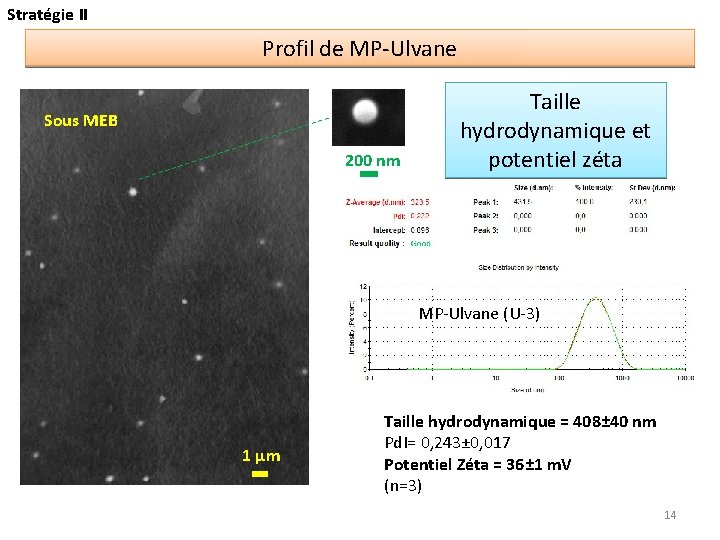 Stratégie II Profil de MP-Ulvane Sous MEB 200 nm Taille hydrodynamique et potentiel zéta