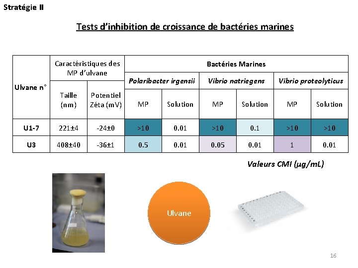 Stratégie II Tests d’inhibition de croissance de bactéries marines Caractéristiques des MP d’ulvane Ulvane
