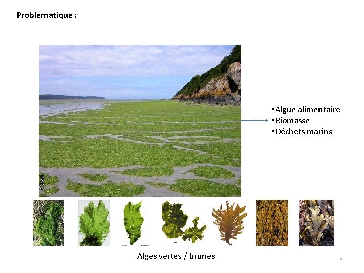 Problématique : • Algue alimentaire • Biomasse • Déchets marins Alges vertes / brunes