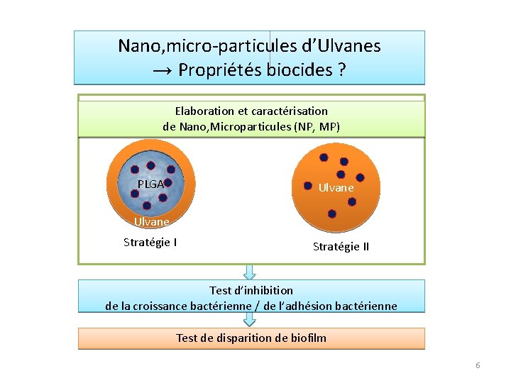 Nano, micro-particules d’Ulvanes → Propriétés biocides ? Elaboration et caractérisation de Nano, Microparticules (NP,