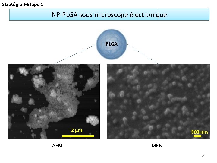 Stratégie I-Etape 1 NP-PLGA sous microscope électronique PLGA 2 µm AFM 300 nm MEB