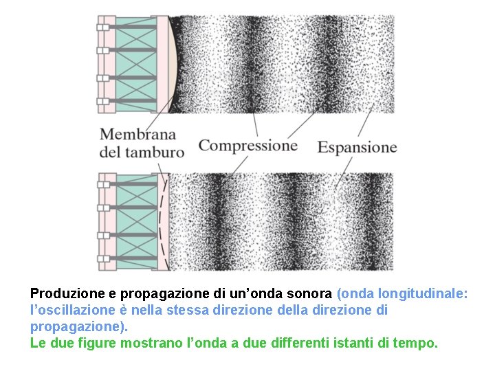 Produzione e propagazione di un’onda sonora (onda longitudinale: l’oscillazione è nella stessa direzione della