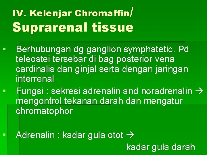 IV. Kelenjar Chromaffin/ Suprarenal tissue § Berhubungan dg ganglion symphatetic. Pd teleostei tersebar di