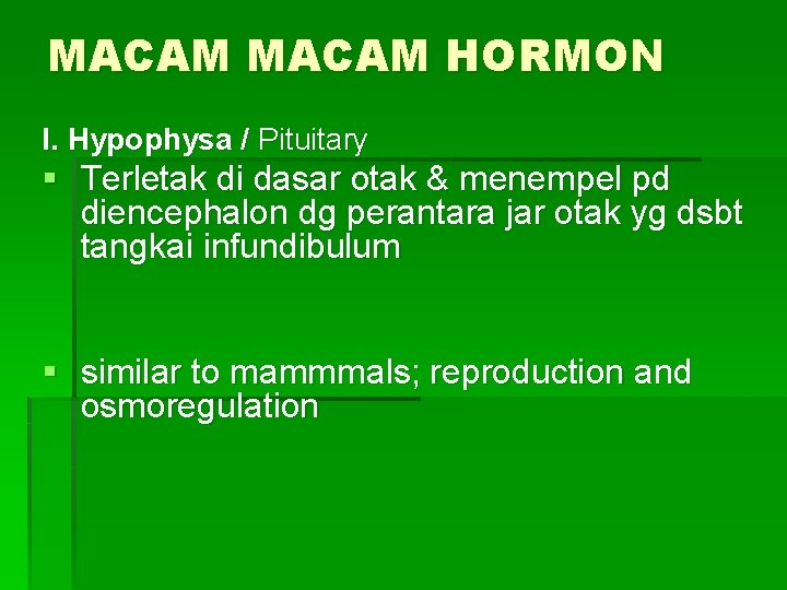 MACAM HORMON I. Hypophysa / Pituitary § Terletak di dasar otak & menempel pd