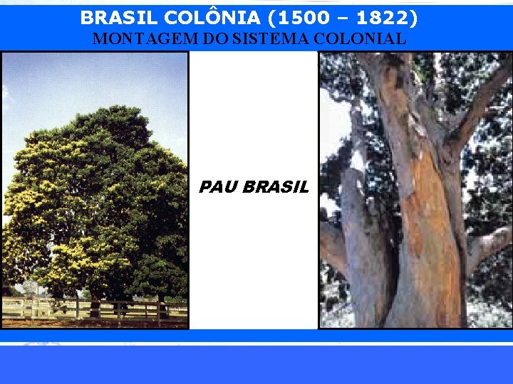 BRASIL COLÔNIA (1500 – 1822) MONTAGEM DO SISTEMA COLONIAL PAU BRASIL iair@pop. com. br
