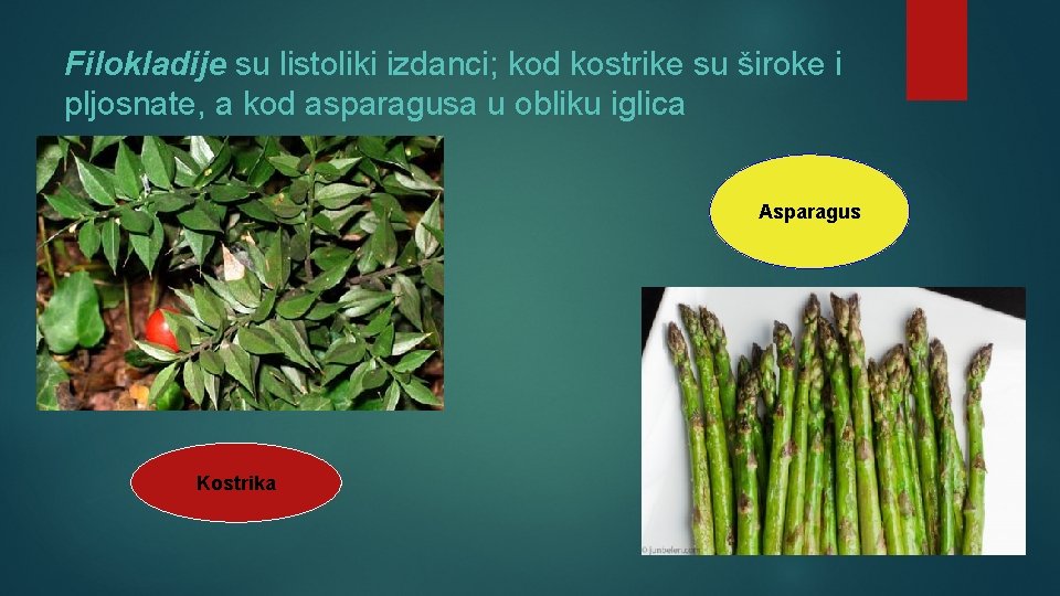 Filokladije su listoliki izdanci; kod kostrike su široke i pljosnate, a kod asparagusa u