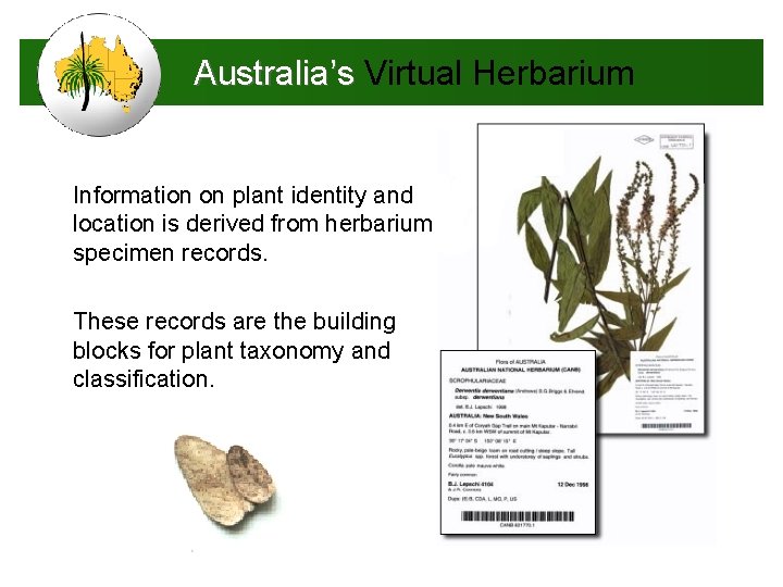 Australia’s Virtual Herbarium Information on plant identity and location is derived from herbarium specimen