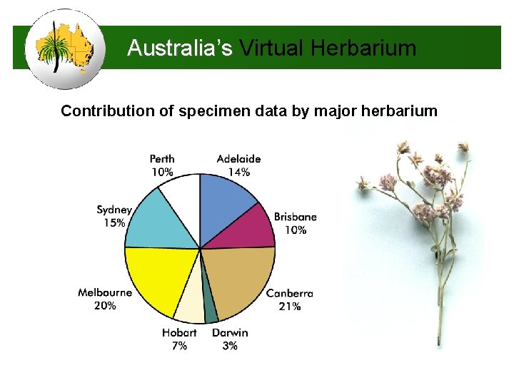 Australia’s Virtual Herbarium Contribution of specimen data by major herbarium 