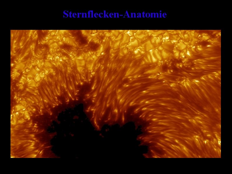 Sternflecken-Anatomie 