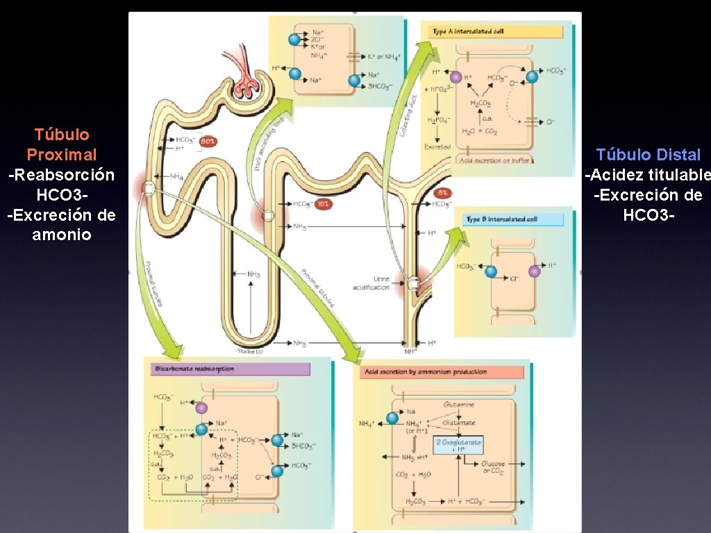 Túbulo Proximal -Reabsorción HCO 3 -Excreción de amonio Túbulo Distal -Acidez titulable -Excreción de