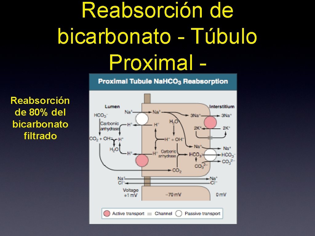 Reabsorción de bicarbonato - Túbulo Proximal Reabsorción de 80% del bicarbonato filtrado 