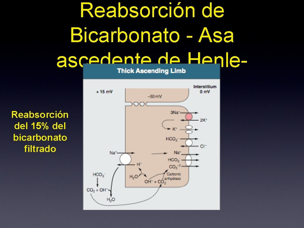 Reabsorción de Bicarbonato - Asa ascedente de Henle. Reabsorción del 15% del bicarbonato filtrado