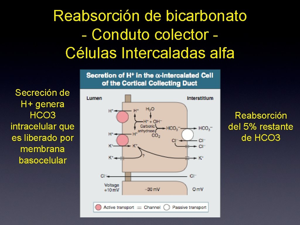 Reabsorción de bicarbonato - Conduto colector Células Intercaladas alfa Secreción de H+ genera HCO