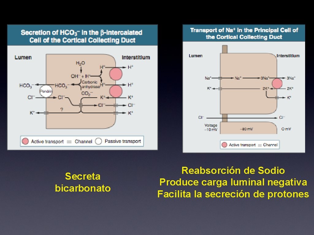 Secreta bicarbonato Reabsorción de Sodio Produce carga luminal negativa Facilita la secreción de protones