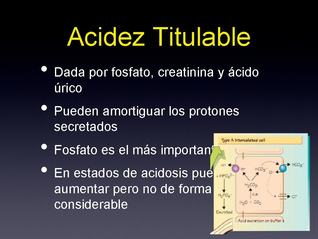 Acidez Titulable • Dada por fosfato, creatinina y ácido úrico • Pueden amortiguar los