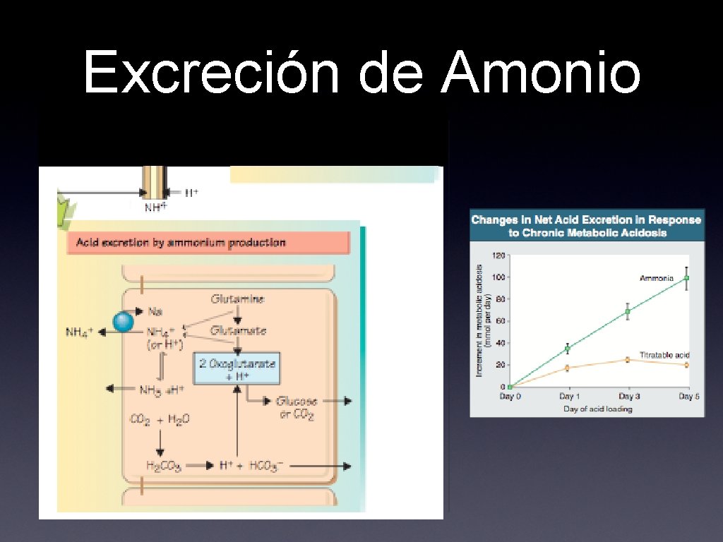 Excreción de Amonio 