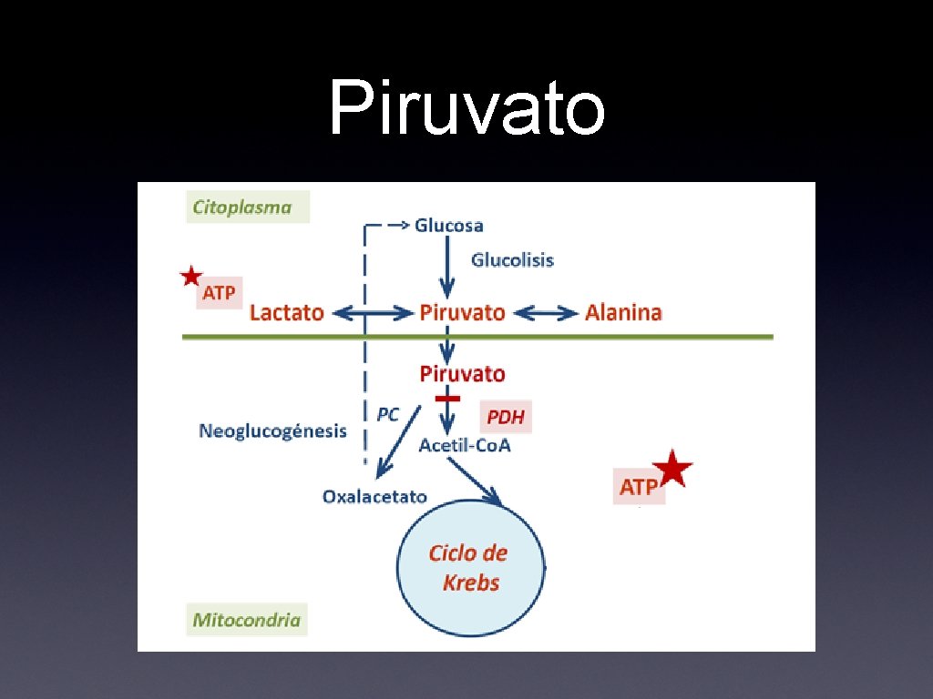 Piruvato 