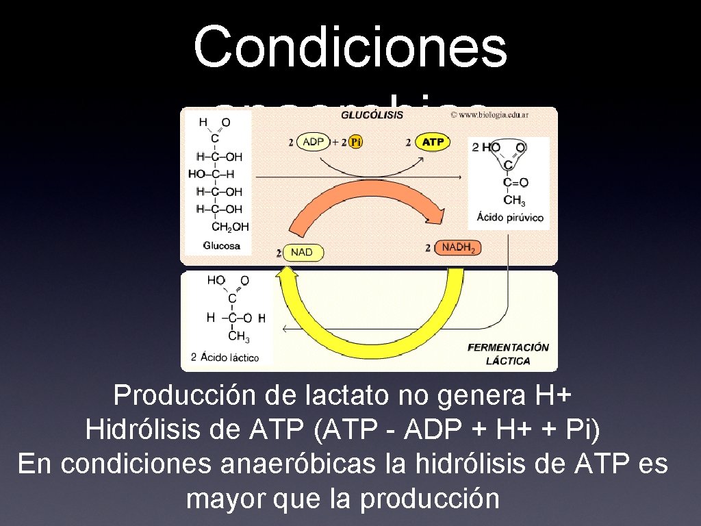 Condiciones anaerobias Producción de lactato no genera H+ Hidrólisis de ATP (ATP - ADP